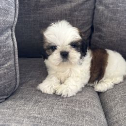Shih Tzu Puppies from Manuel Estevez