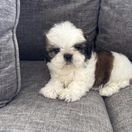 Shih Tzu Puppies from Manuel Estevez