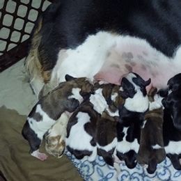 Basset Hounds from Bodenhamer Hounds
