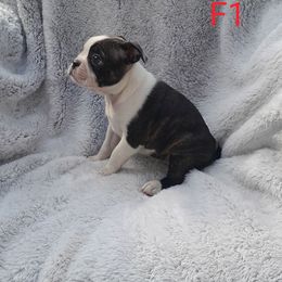 Female 1 - Brindle and white female Boston Terrier puppy in Newton Grove, North Carolina from Sassifras Boston Terriers