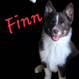 Male 2 price reduced - Tri-color male Pomsky puppy in Gladstone, Virginia from Rustic Charms Miniature Huskys