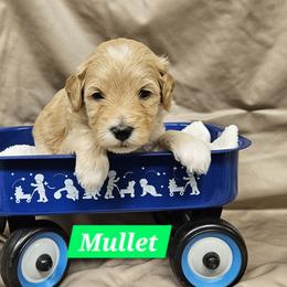Mullet - Cream male Goldendoodle puppy in Flat Rock, North Carolina from Sukisdoodles