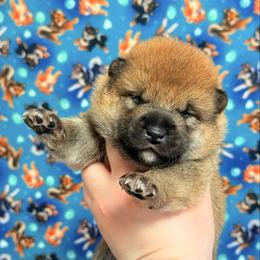 Hanabi - Red male Shiba Inu puppy in Marshall, Minnesota from Tobitatsu Shiba Inu