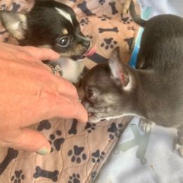 Chihuahua and Companion Cross Puppies from Lee’s Applehead Chihuahuas