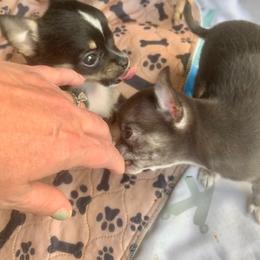 Chihuahua and Companion Cross Puppies from Lee’s Applehead Chihuahuas