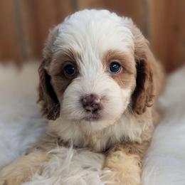 Boy 2 - Buff and white male Cockapoo puppy in Salt Lake City, Utah from Utah Cocker Spaniels