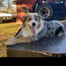 Gus - Australian Shepherd