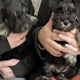 Girl 1 - Black and silver Miniature Schnauzer puppy in Farmland, Indiana from Warchex