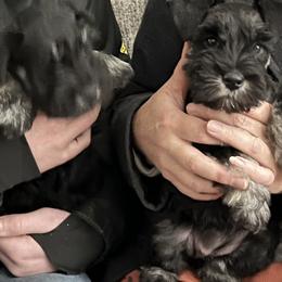 Girl 1 - Black and silver Miniature Schnauzer puppy in Farmland, Indiana from Warchex