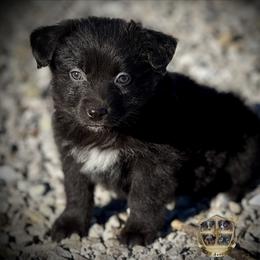 Wicked - male Toy Australian Shepherd puppy in El Dorado Springs, Missouri from HP Aussie Kennels