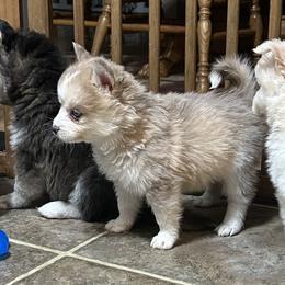 Shawn - Silver male Pomsky puppy in Ohio from Black Swamp Pomskies