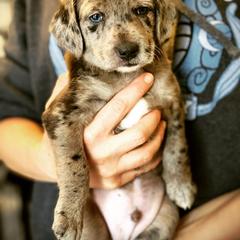 Aussiedoodle and Leopardoodle Puppies from A Puppy Crush