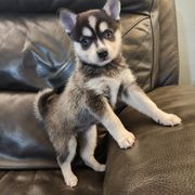 Alaskan Klee Kai and Labrador Retriever Puppies from Family Friendly Labradors & Klee Kai