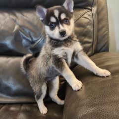 Alaskan Klee Kai and Labrador Retriever Puppies from Family Friendly Labradors & Klee Kai