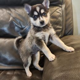 Alaskan Klee Kai and Labrador Retriever Puppies from Family Friendly Labradors & Klee Kai