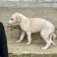 Randal - Cream male Borzoi puppy in Clinton, Tennessee from Ivanhoe Borzoi