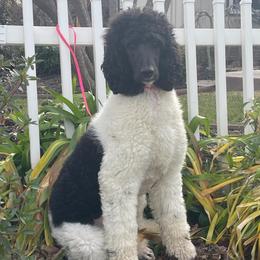 Azul - Poodle