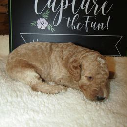 Goldendoodle and Poodle Puppies from David & Patricia Elliott