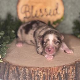 Applejack - Red merle female Australian Shepherd puppy in California from Eagle River Aussies