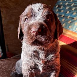 Spider-Man - Brown and gray male Wirehaired Pointing Griffon puppy in Grangeville, Idaho from Happy Hollow Griffons