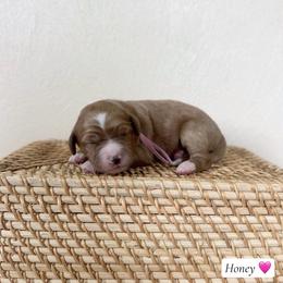 Honey - Red  female Goldendoodle puppy in Crothersville, Indiana from Wischmeier’s Doodles