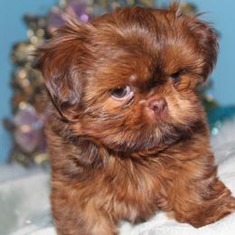 Shih Tzu Puppies from Sugar and spice shih Tzu