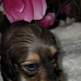 Dachshund Puppies from CLARK'S BREEDING PROGRAM