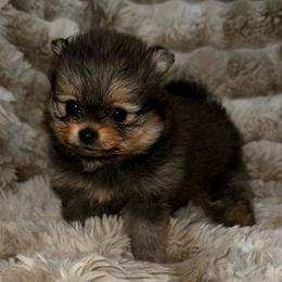 Winnie - Orange sable female Pomeranian puppy in Wagner, South Dakota from Lisas Pomeranians