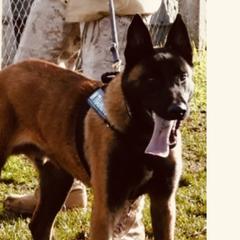 Larry De La Vallee De Luvry - Belgian Malinois