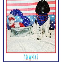 Poodle Puppies from Paw Print Poodles