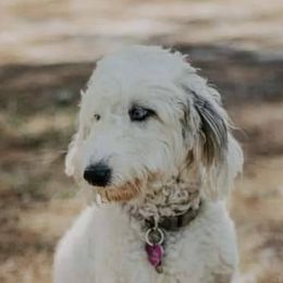 Lola - Aussiedoodle