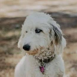 Lola - Aussiedoodle