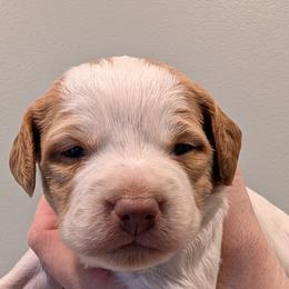 Kimber - Orange roan female Brittany puppy in Hollidaysburg, Pennsylvania from Royal Flush Farms