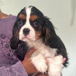 Ms.Nobi May - Tri-color female Cavalier King Charles Spaniel puppy in Beaverton, Oregon from Feray Valoir cavaliers