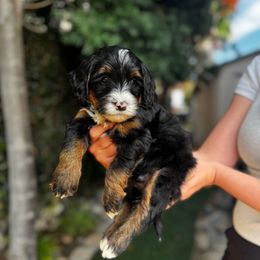 Sage - Tri-color male Bernedoodle puppy in Huntington Beach, California from The Canine Society