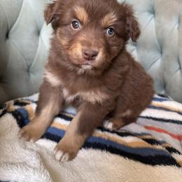 Girl 6 - Red tri-color female Australian Shepherd puppy in Bison, South Dakota from South Dakota Creekside Australian Shepherds