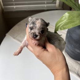 Girl 2 - Blue merle female Pomeranian puppy in Muskogee, Oklahoma from Wonderlust Pomeranians