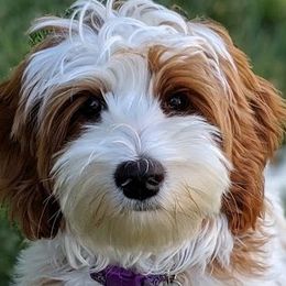 Kali - Australian Labradoodle