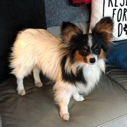 Mustache - Papillon
