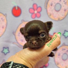 Girl 2 - Chocolate and tan female Chihuahua puppy in Richmond, Virginia from Breens