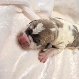 Audre - Harlequin female Great Dane puppy in Colorado Springs, Colorado from Pilot Danes