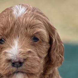 Aussiedoodles, Bernedoodles, Cockapoos, and Goldendoodles from Puppy Love Doodles