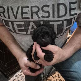 Ember - Black & white female Maltipoo puppy in Everett, Washington from Meadows Ranch