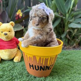 Aussiedoodle Puppies from Silva Ranch Doodles