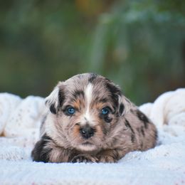 Hazel - Blue merle female Miniature American Shepherd puppy in Chocowinity, North Carolina from Foxtail Hollow