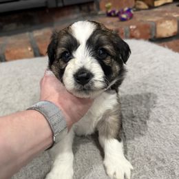 Boy 2 - male Aussiedoodle puppy in Berlin, New Jersey from Shooting Star Mini AussieDoodles