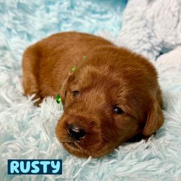Rusty - Red male Labradoodle puppy in Beecher, Illinois from Erica’s Doodles