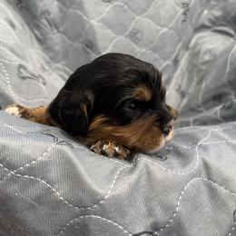 Peter OR Spidey - Black and tan male Cavalier King Charles Spaniel puppy in Algona, Iowa from Pine Haven Cavaliers