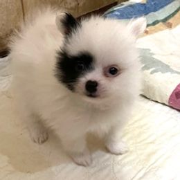 Girl 1 - Pomeranian puppy from Maxi’s Poms, LLC