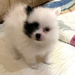 Girl 1 - Pomeranian puppy from Maxi’s Poms, LLC